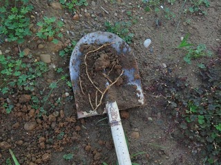 20161103_dokudami_roots.jpg