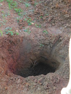 20161103_dokudami_under_gro.jpg