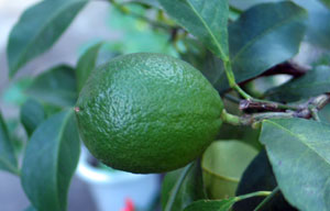 Lemon20061008_203255.jpg