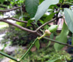 Lemon20070603_203942.jpg
