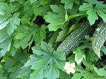 goya20060813_204113.jpg
