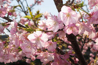 kawazu-cherryblossoms_20100.jpg