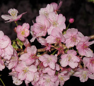 kawazu-cherryblossoms_201yo.jpg